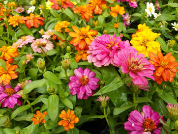 High angle view of pink flowering plants