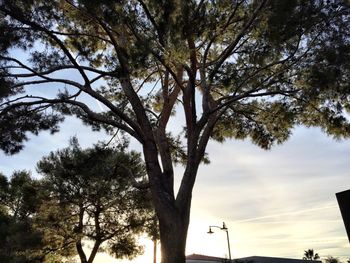 Low angle view of trees against sky