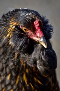 Close-up of a bird