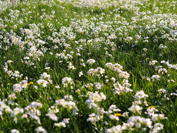 Close-up of white flowers in field
