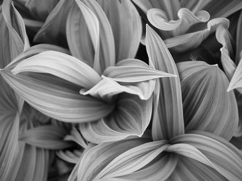 Full frame shot of flowering plants