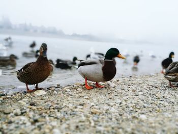 Ducks on shore at beach