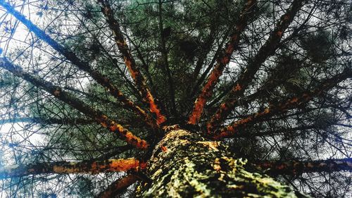 Low angle view of trees in forest against sky