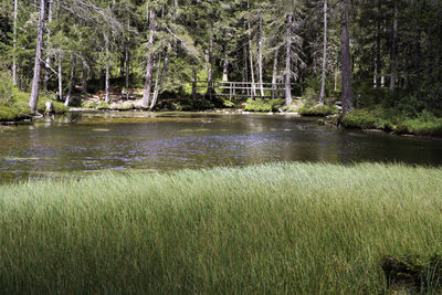 Scenic view of lake in forest