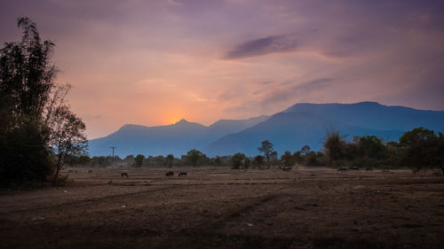 Scenic view of field against sky during sunset