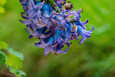 Close-up of purple flowering plant