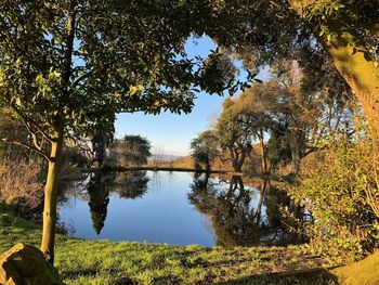 Reflection of trees in lake against sky