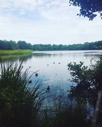 Swan swimming in lake against sky