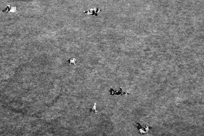 High angle view of birds on grass