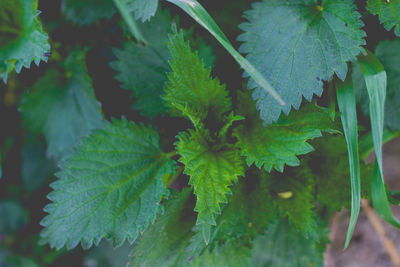 Close-up of fresh green leaves