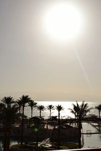 Palm trees against clear sky