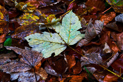 High angle view of maple leaves