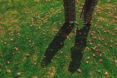 Low section of person standing on tree trunk