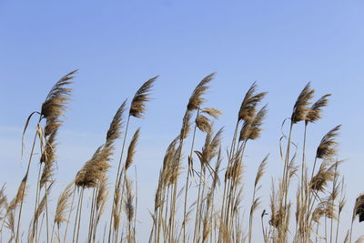 Low angle view of plant against clear sky