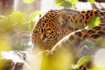 Close-up of leopard in zoo