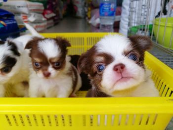 Close-up portrait of a dog in basket