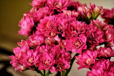 Close-up of pink roses