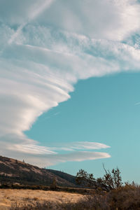 Low angle view of trees against sky