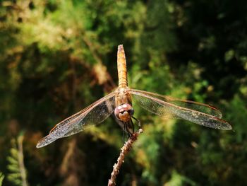 Close-up of dragonfly on plant