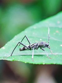 Close-up of insect