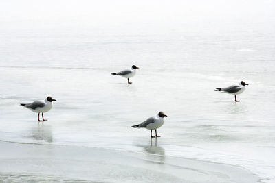 Migration seagulls standing in melting ice in pangong lake at the summertime in leh, ladakh, india. 