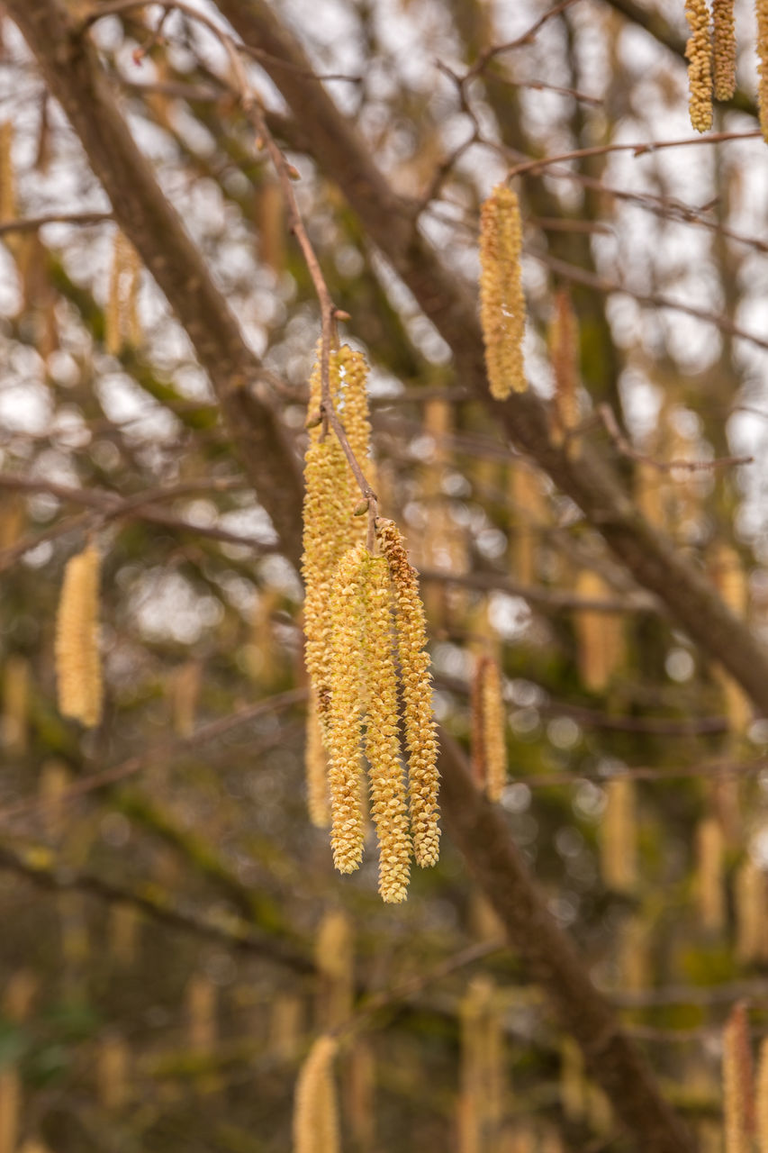 CLOSE-UP OF FLOWER BUDS ON BRANCH