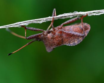 Close-up of insect on twig