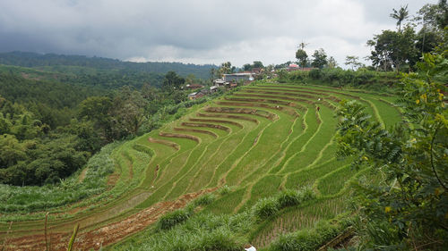 Scenic view of agricultural field against sky