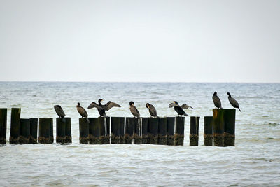Seagulls perching on wooden post in sea against clear sky