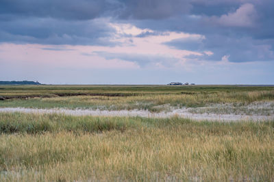 Scenic view of agricultural field against sky