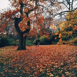 Autumn leaves on tree trunk