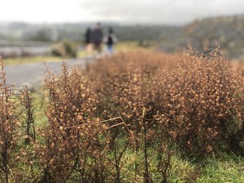Plants growing on field