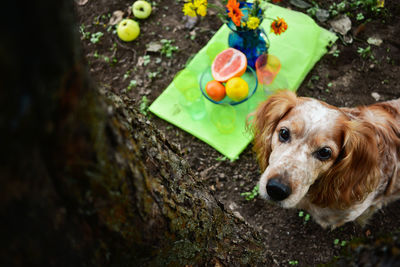 My dog with some fruits