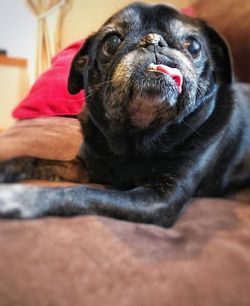 Close-up of dog sitting at home