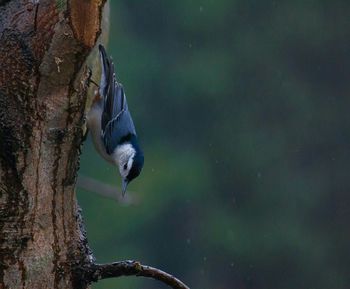 Close-up of bird perching on tree trunk