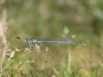 Close-up of damselfly on leaf