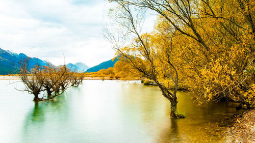 Of calm autumn willow trees in the silent lake waters - givenchy, new zealand