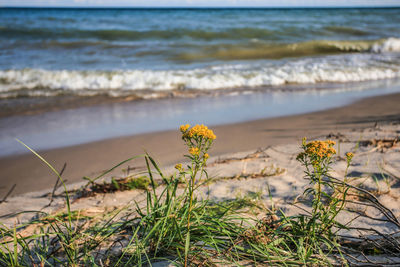 Scenic view of sea