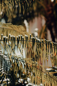 Close-up of wicker basket hanging at market stall