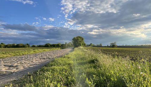 Scenic view of agricultural field against sky