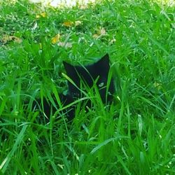 Close-up of grass growing in field