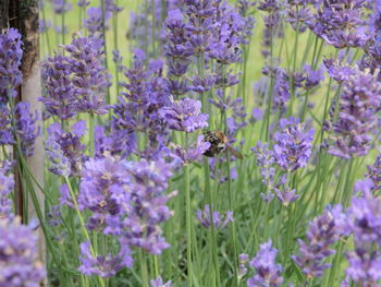 Close-up of insect on purple flowering lavender plant