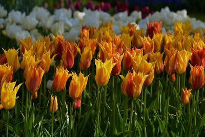 Close-up of yellow tulips on field