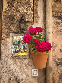 Close-up of potted plant against wall