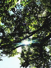 Low angle view of trees