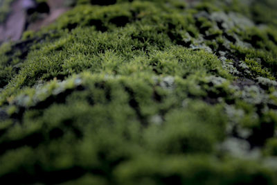 Close-up of moss covered land