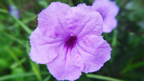 Close-up of water drops on purple flower