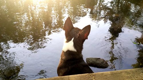 Dog by lake against trees