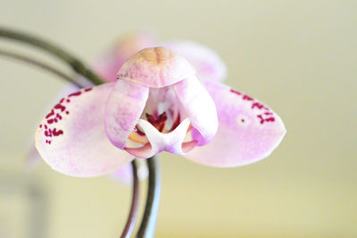 Close-up of pink flower