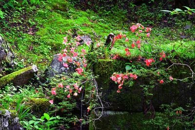 View of flowering plants in garden